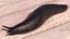 Garden Slug Arion Hortensis Lying