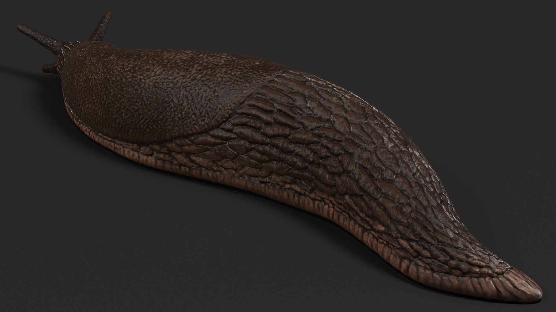Garden Slug Arion Hortensis Lying model https://p.turbosquid.com/ts-thumb/lT/kPIxWH/L2/gardenslugarionhortensislyingvray3dmodel008/jpg/1673623111/1920x1080/fit_q87/e1b432c6e4606093bc3853f450021527d58fb406/gardenslugarionhortensislyingvray3dmodel008.jpg