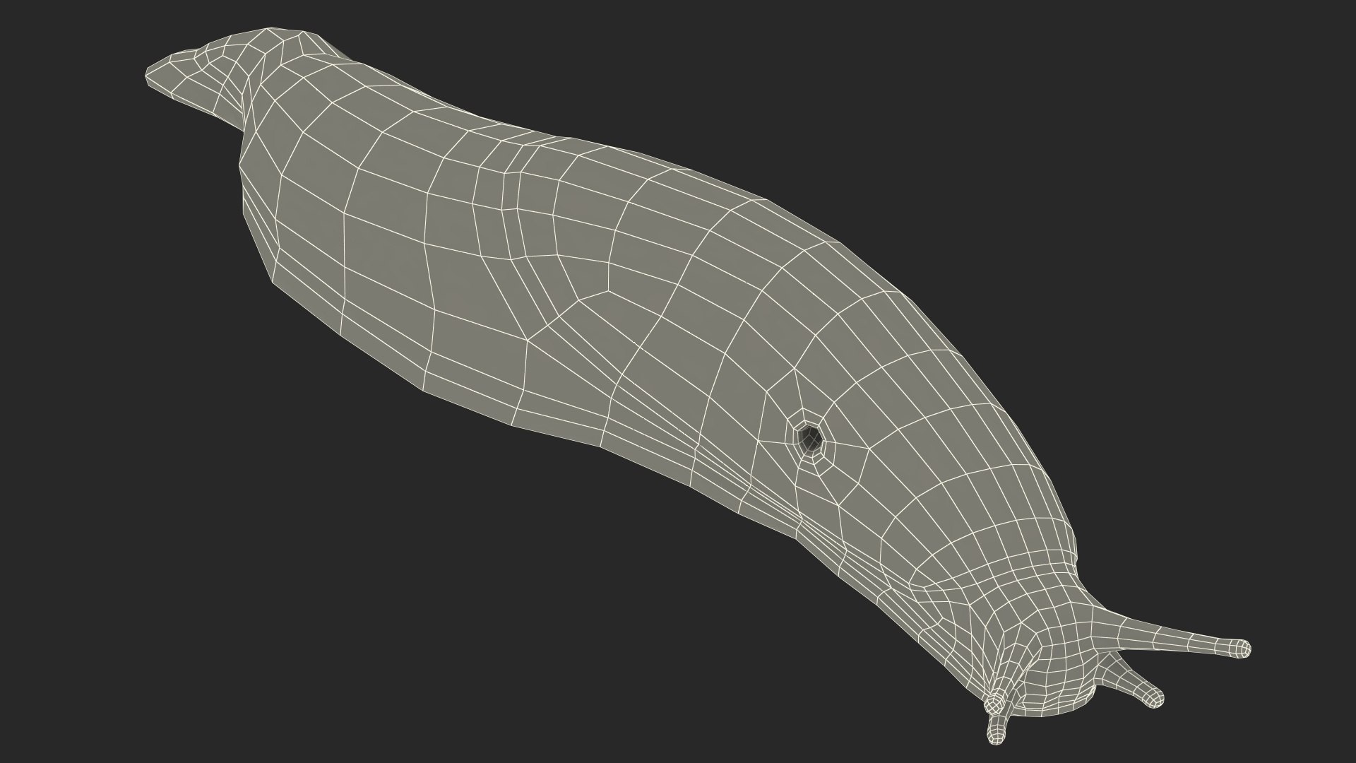Garden Slug Arion Hortensis Lying model https://p.turbosquid.com/ts-thumb/lT/kPIxWH/al/gardenslugarionhortensislyingvray3dmodel021/jpg/1673623150/1920x1080/fit_q87/6ed51a141b41ba7780d837724db70abf3caa536a/gardenslugarionhortensislyingvray3dmodel021.jpg