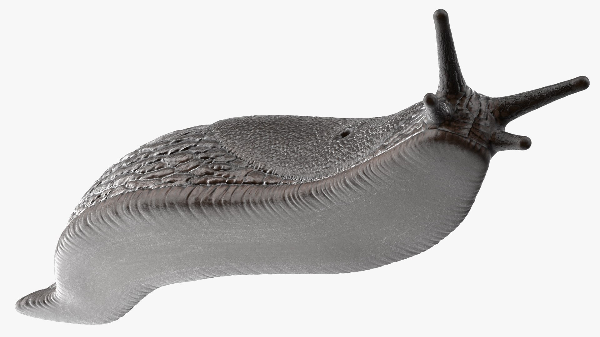 Garden Slug Arion Hortensis Lying model https://p.turbosquid.com/ts-thumb/lT/kPIxWH/bi/gardenslugarionhortensislyingvray3dmodel014/jpg/1673623128/1920x1080/fit_q87/7b6f67b3fd3dacbdf4968d40cbc3aa8783ebaed6/gardenslugarionhortensislyingvray3dmodel014.jpg