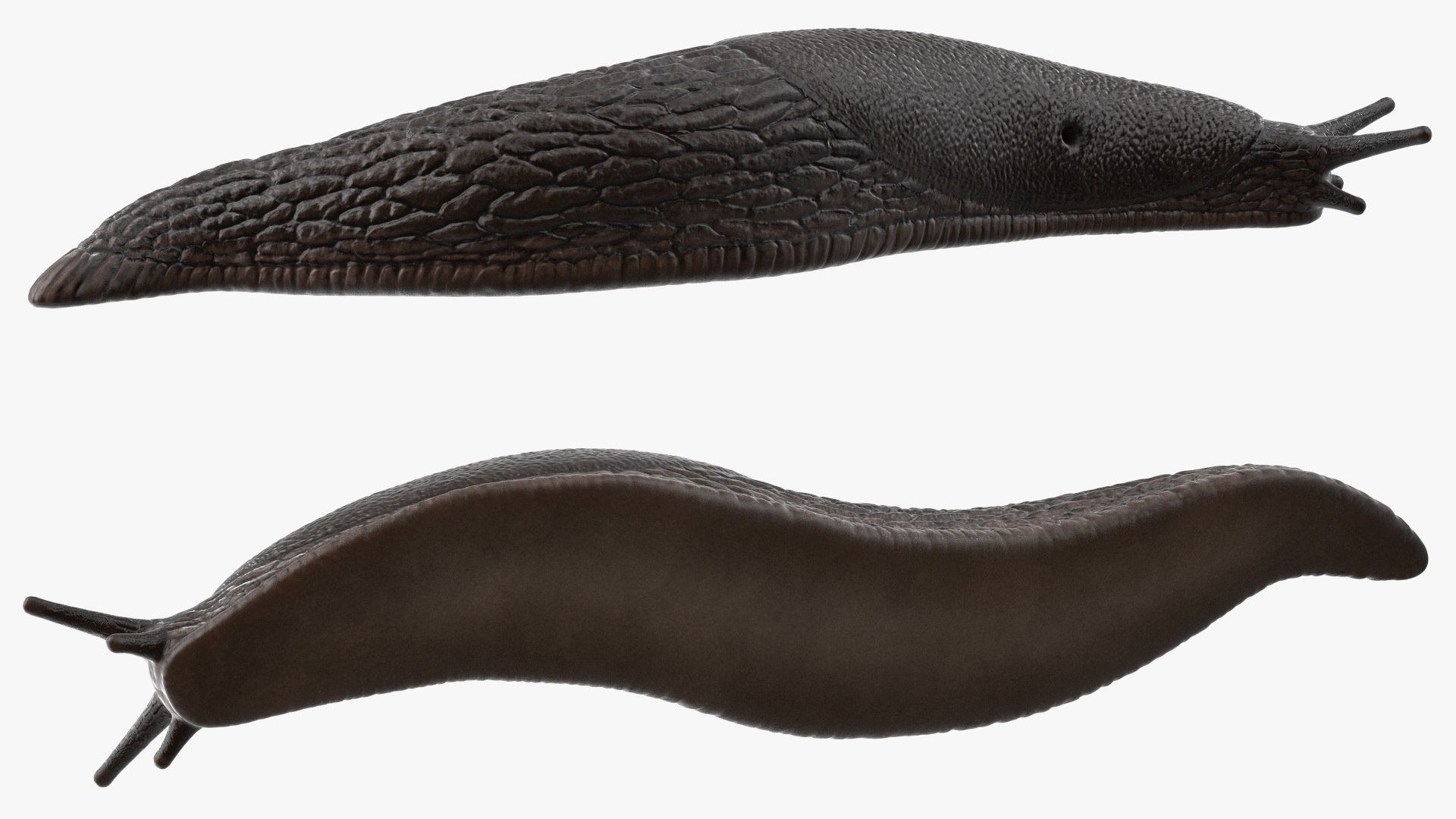 Garden Slug Arion Hortensis Lying model https://p.turbosquid.com/ts-thumb/lT/kPIxWH/cf/gardenslugarionhortensislyingvray3dmodel013/jpg/1673623125/1920x1080/fit_q87/200c809950a2d95311b9db3b1c0ee32c35fe4f95/gardenslugarionhortensislyingvray3dmodel013.jpg