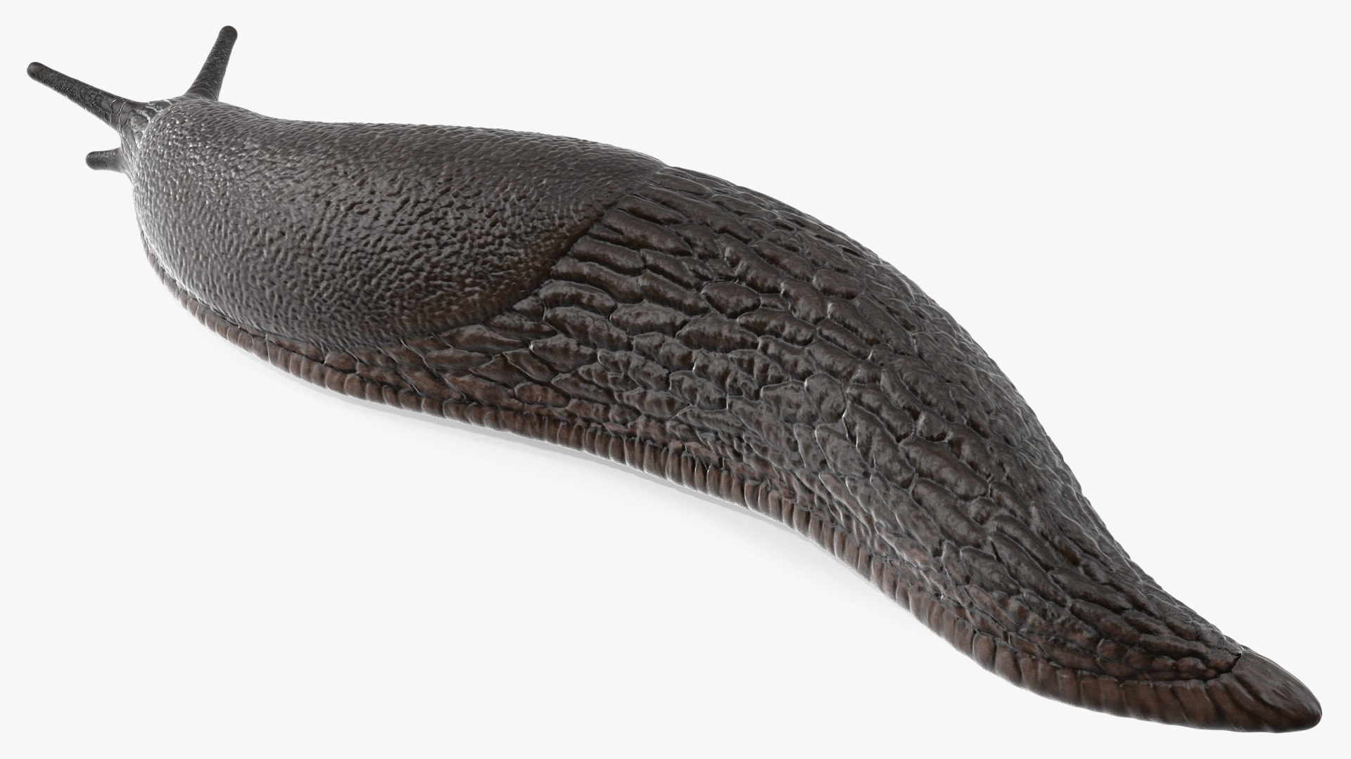 Garden Slug Arion Hortensis Lying model https://p.turbosquid.com/ts-thumb/lT/kPIxWH/i3/gardenslugarionhortensislyingvray3dmodel011/jpg/1673623120/1920x1080/fit_q87/a0474b21e8ed240f78a656f4ee5f28ce5a253a69/gardenslugarionhortensislyingvray3dmodel011.jpg