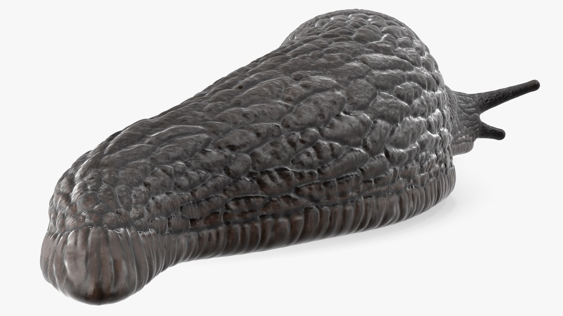 Garden Slug Arion Hortensis Lying model https://p.turbosquid.com/ts-thumb/lT/kPIxWH/l6/gardenslugarionhortensislyingvray3dmodel012/jpg/1673623123/1920x1080/fit_q87/e1ea7fa3b74a206cce6b27cdedff85c4a51d1d88/gardenslugarionhortensislyingvray3dmodel012.jpg