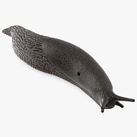 Garden Slug Arion Hortensis Lying