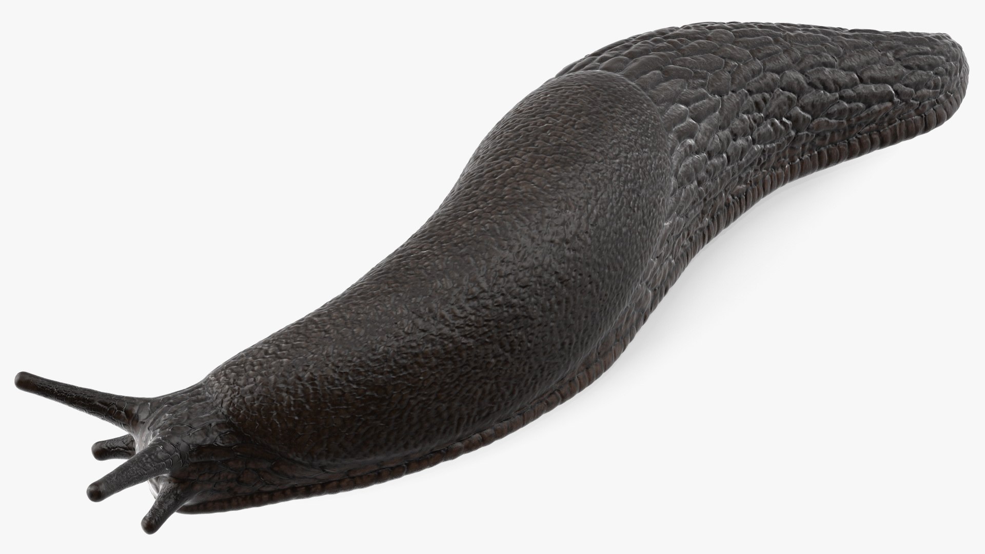 Garden Slug Arion Hortensis Lying model https://p.turbosquid.com/ts-thumb/lT/kPIxWH/nX/gardenslugarionhortensislyingvray3dmodel010/jpg/1673623117/1920x1080/fit_q87/fdfee0ad38d15b13b94bf9022b34e1ff1e315dcf/gardenslugarionhortensislyingvray3dmodel010.jpg