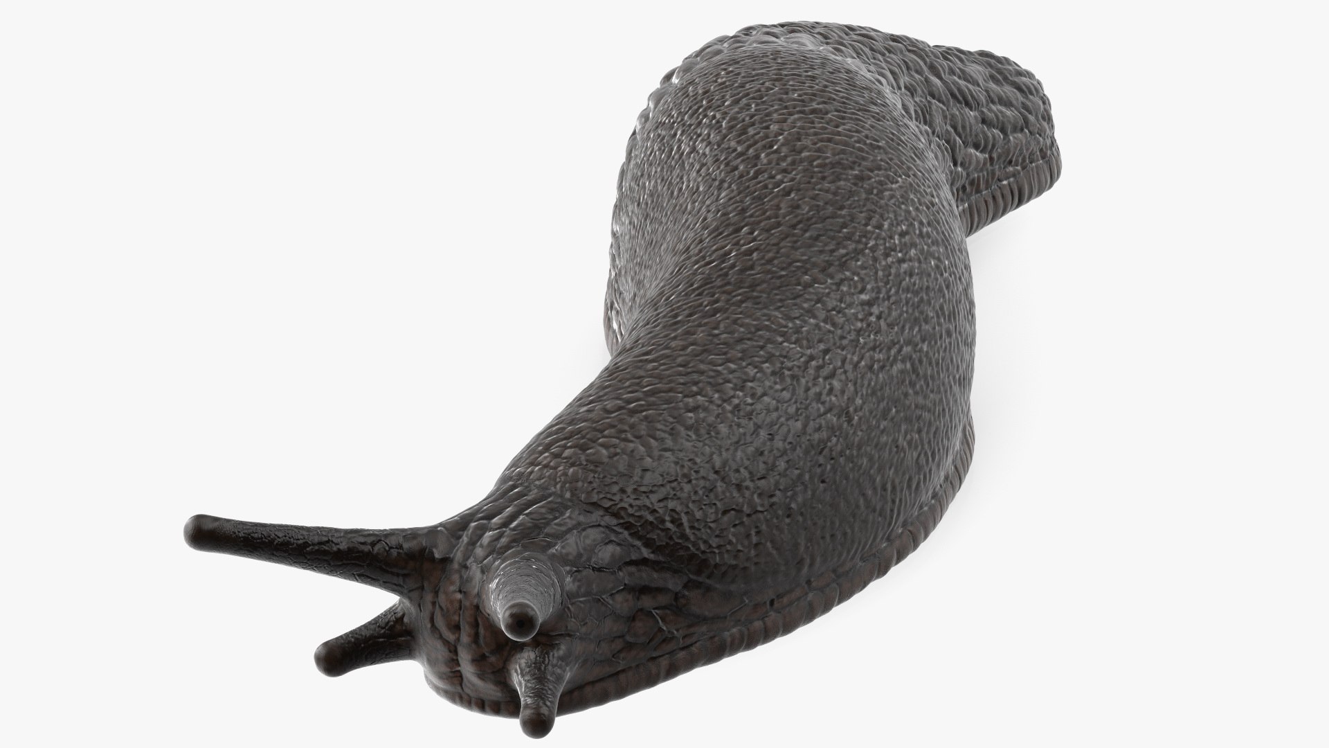 Garden Slug Arion Hortensis Lying model https://p.turbosquid.com/ts-thumb/lT/kPIxWH/pi/gardenslugarionhortensislyingvray3dmodel009/jpg/1673623114/1920x1080/fit_q87/722b28d23cec9bbe7150f7e0add274b02178f2b9/gardenslugarionhortensislyingvray3dmodel009.jpg