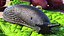 Garden Slug Arion Hortensis Lying
