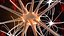 Nerve Cell