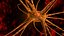 Nerve Cell