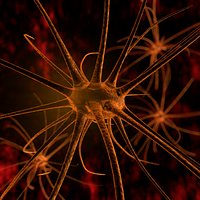 Nerve Cell