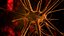 Nerve Cell