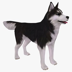 3D model Dog - Husky 3D