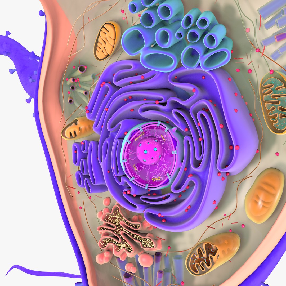 obj neuron structure cells