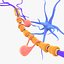 obj neuron structure cells
