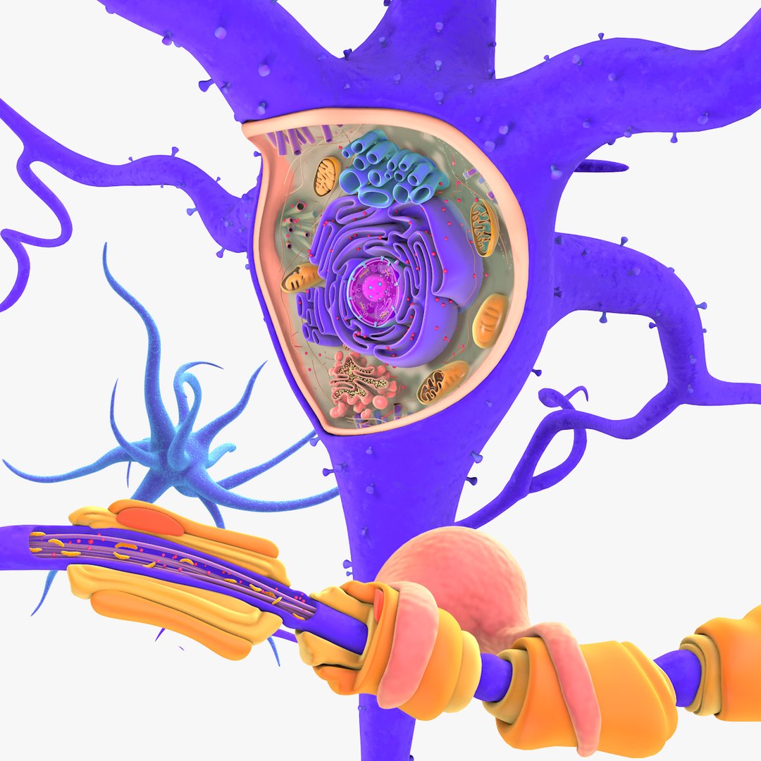obj neuron structure cells https://p.turbosquid.com/ts-thumb/lU/1UAg1d/stsnPSOP/neuron_structure_sig/jpg/1509131539/1920x1080/fit_q87/afb896a09279a3e8047999669d7a2378972937b7/neuron_structure_sig.jpg