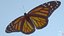 3D monarch butterfly
