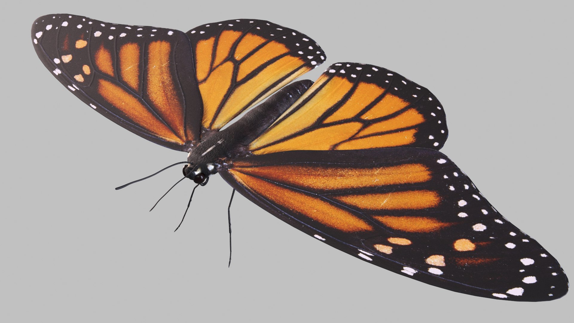 3D monarch butterfly https://p.turbosquid.com/ts-thumb/lU/1hp79k/ZLNyvgpD/monarch_r2/png/1596258280/1920x1080/fit_q87/646d3e2de3a261c1a69432387aa11554079fdc82/monarch_r2.jpg