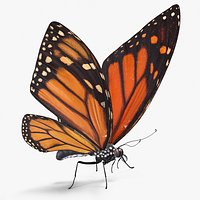 Monarch Butterfly