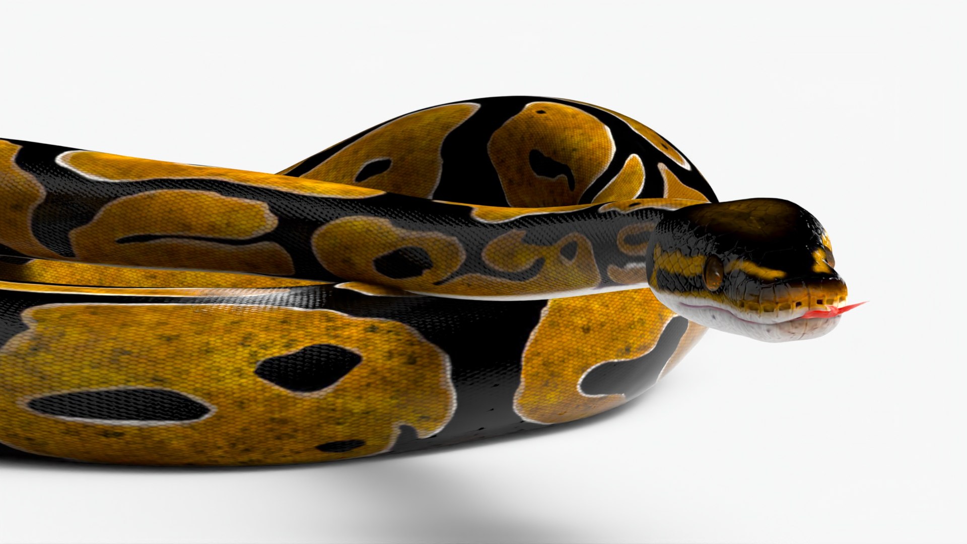 3D Realistic Python Snake Rigged For Maya - TurboSquid 1980576