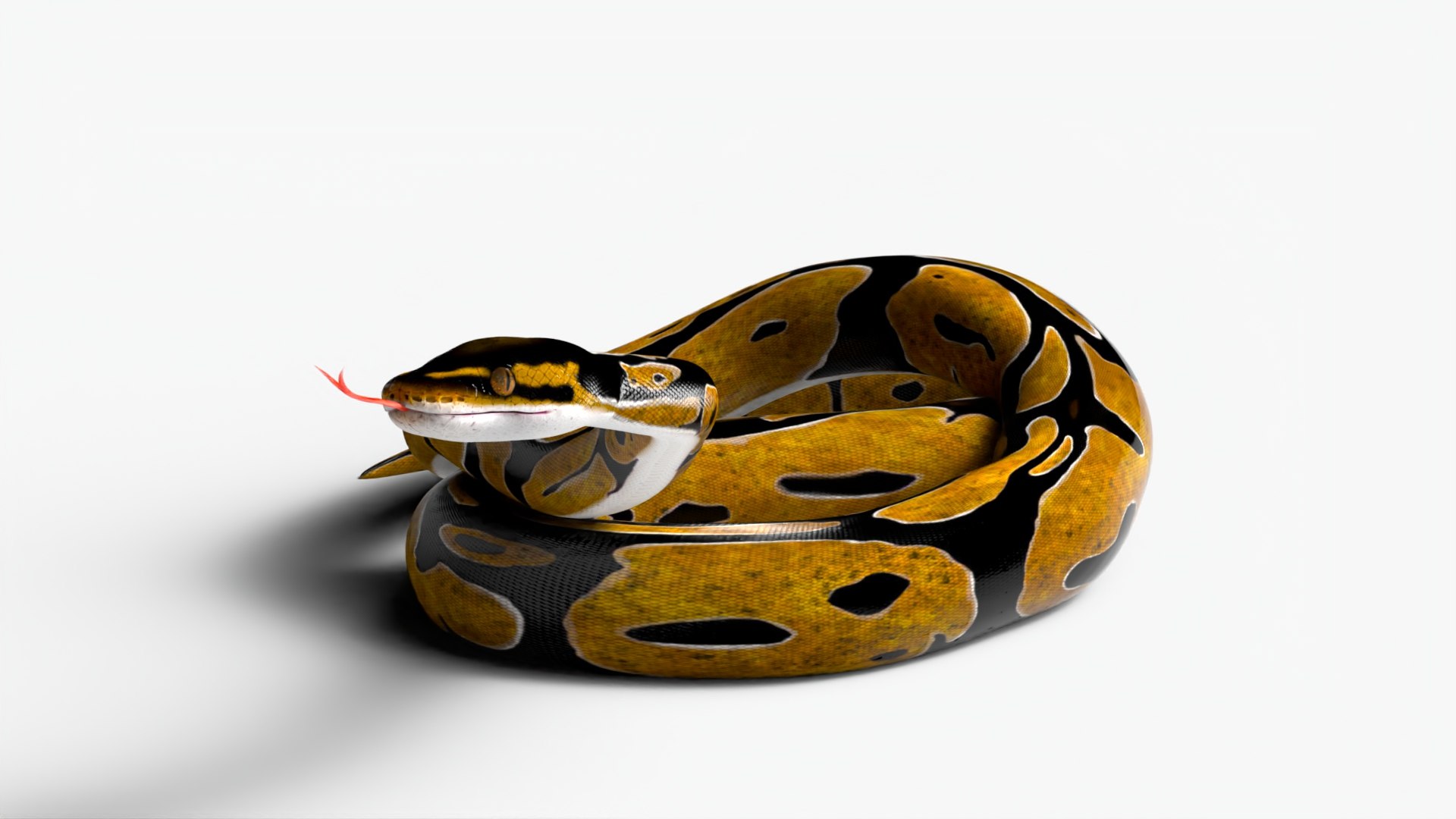 3D Realistic Python Snake Rigged For Maya - TurboSquid 1980576