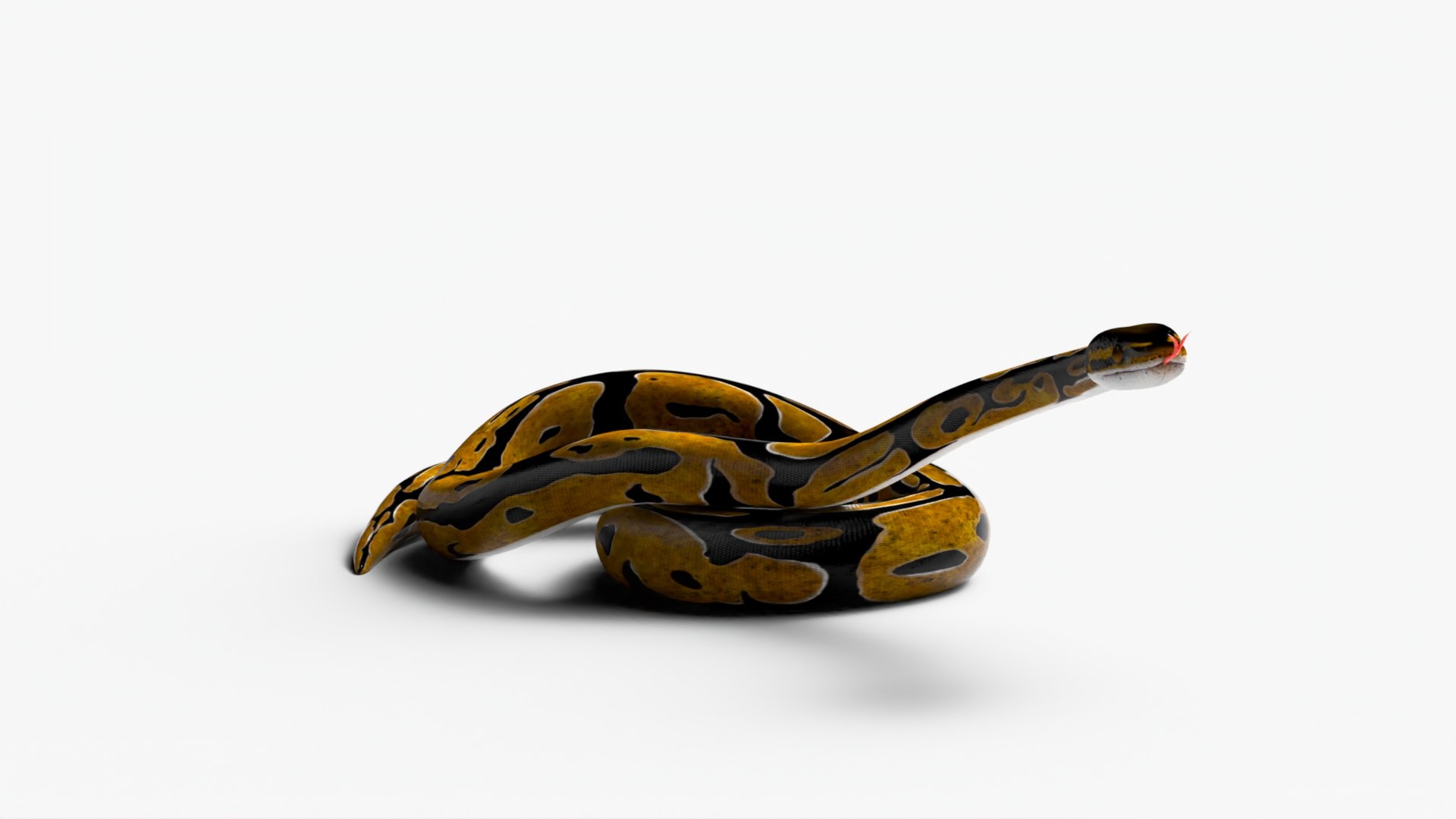 3D Realistic Python Snake Rigged For Maya - TurboSquid 1980576