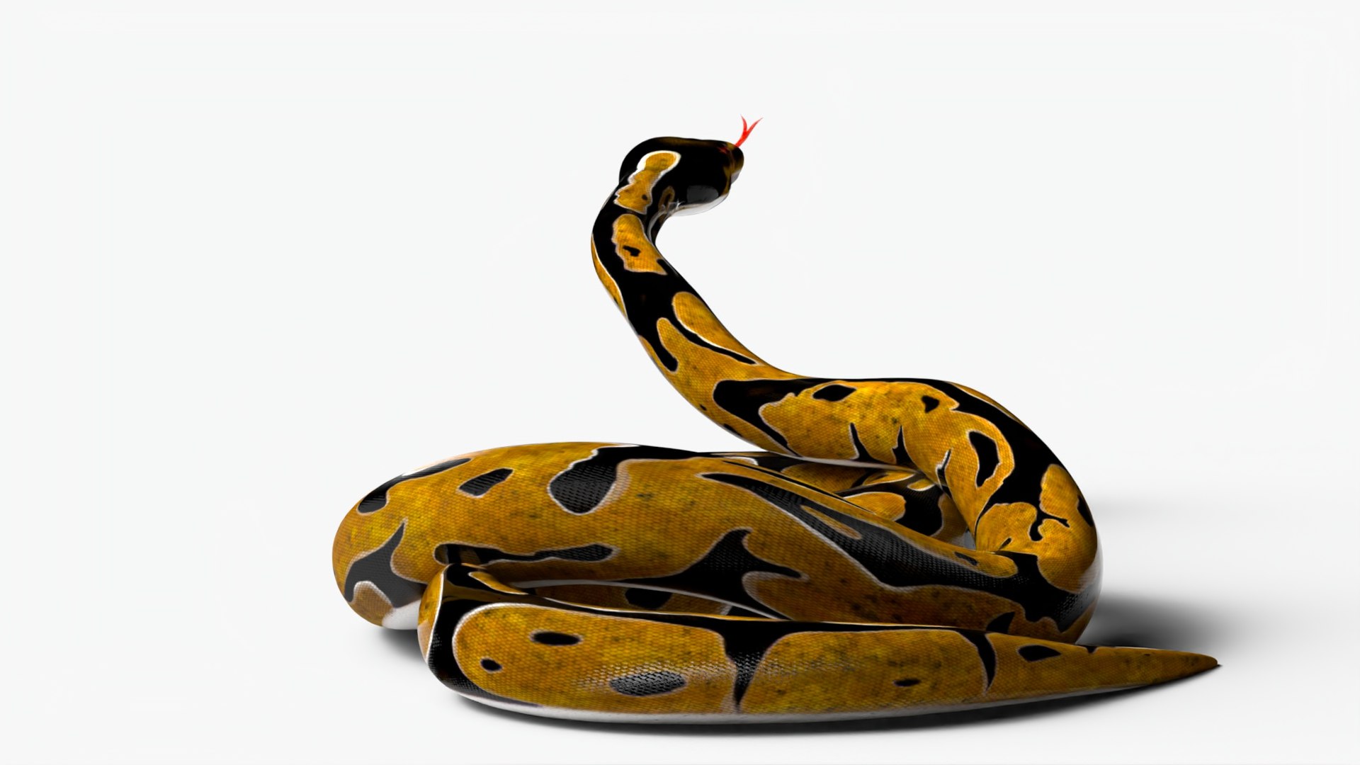3D Realistic Python Snake Rigged For Maya - TurboSquid 1980576
