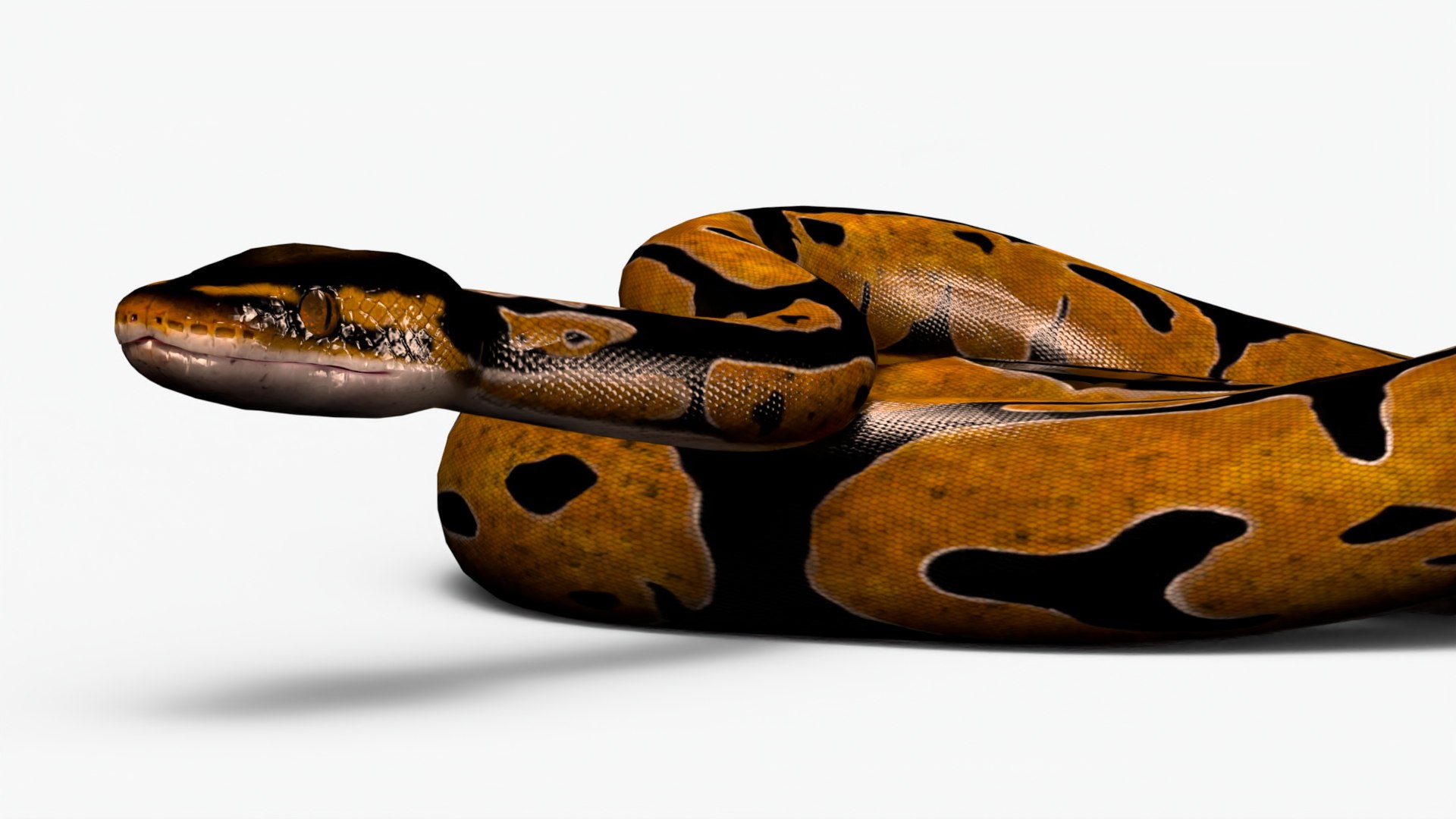 3D Realistic Python Snake Rigged For Maya - TurboSquid 1980576