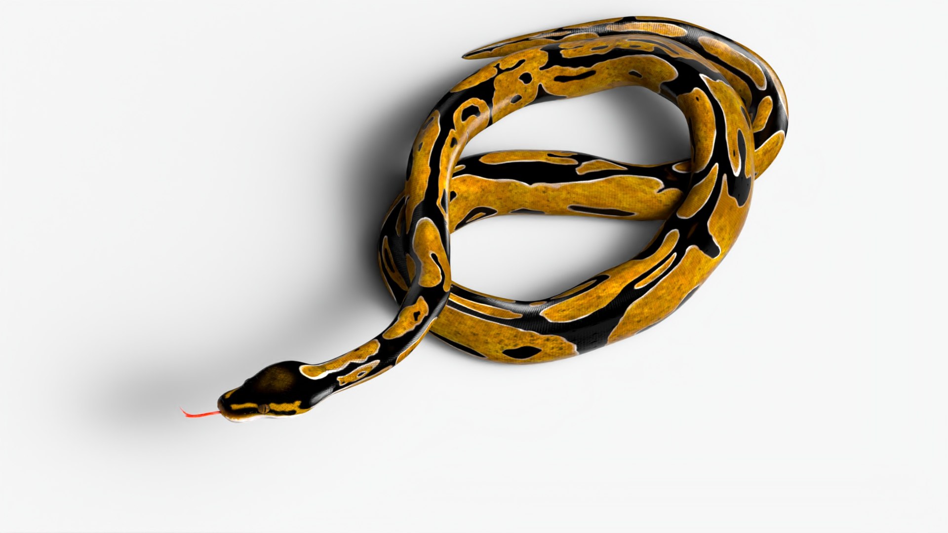 3D Realistic Python Snake Rigged For Maya - TurboSquid 1980576