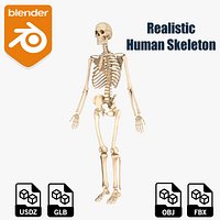 Realistic Human Skeleton Anatomy 3D Model
