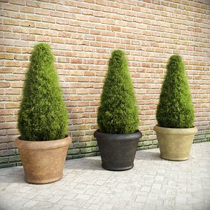 fir plants pots 3d model