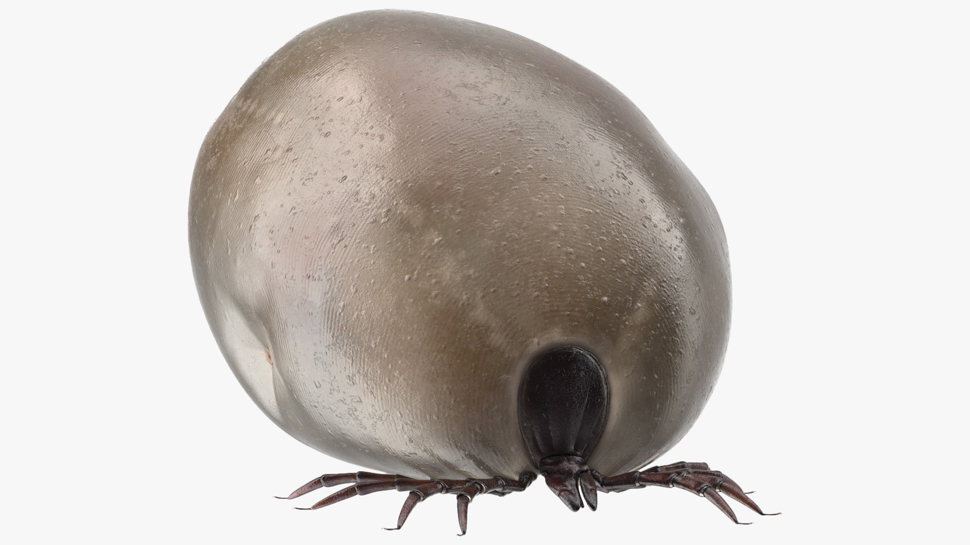 3D model Parasites Rigged Collection for Maya https://p.turbosquid.com/ts-thumb/lU/XyQ1G8/D7/distended_tick_rigged_for_maya_1002/jpg/1742283860/1920x1080/fit_q87/be170f41dd29bdd7786e5d9a18e0522368a0ecc0/distended_tick_rigged_for_maya_1002.jpg