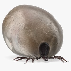 3D Distended Tick Rigged for Maya