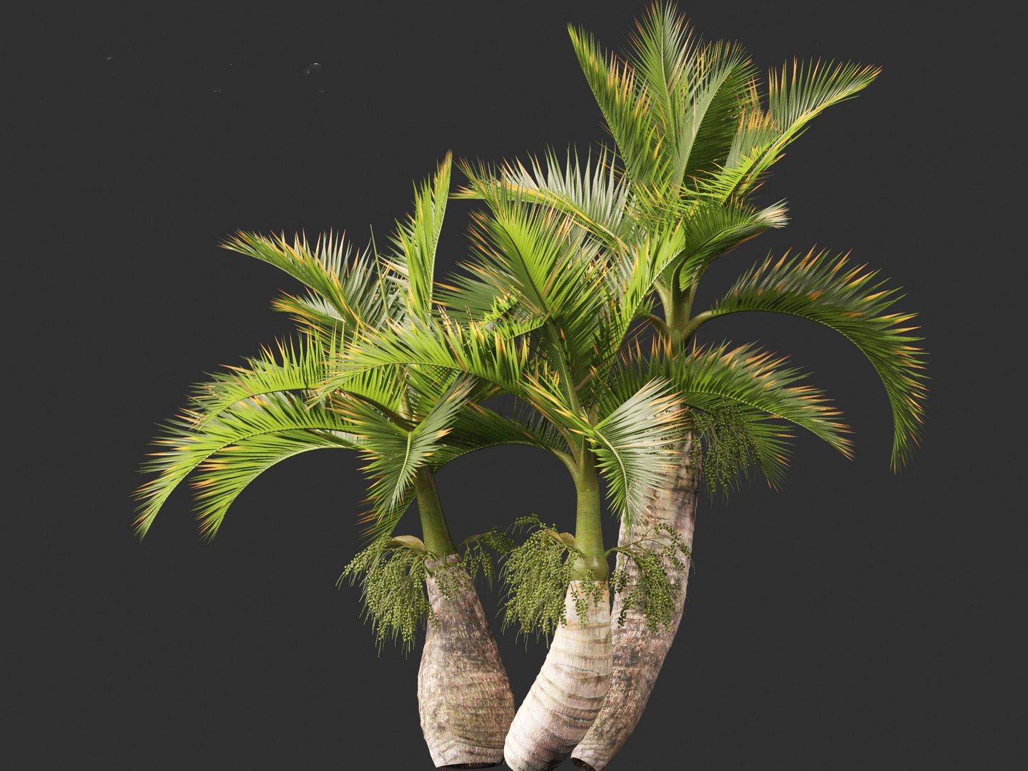 Hyophorbe lagenicaulis - Bottle Palm 02 3D https://p.turbosquid.com/ts-thumb/lU/bygPmM/2x/hyophorbelagenicaulis02_9/jpg/1691990282/1920x1080/fit_q87/be154f93e539bfb2a8b8588f3b086c1adf231e6c/hyophorbelagenicaulis02_9.jpg