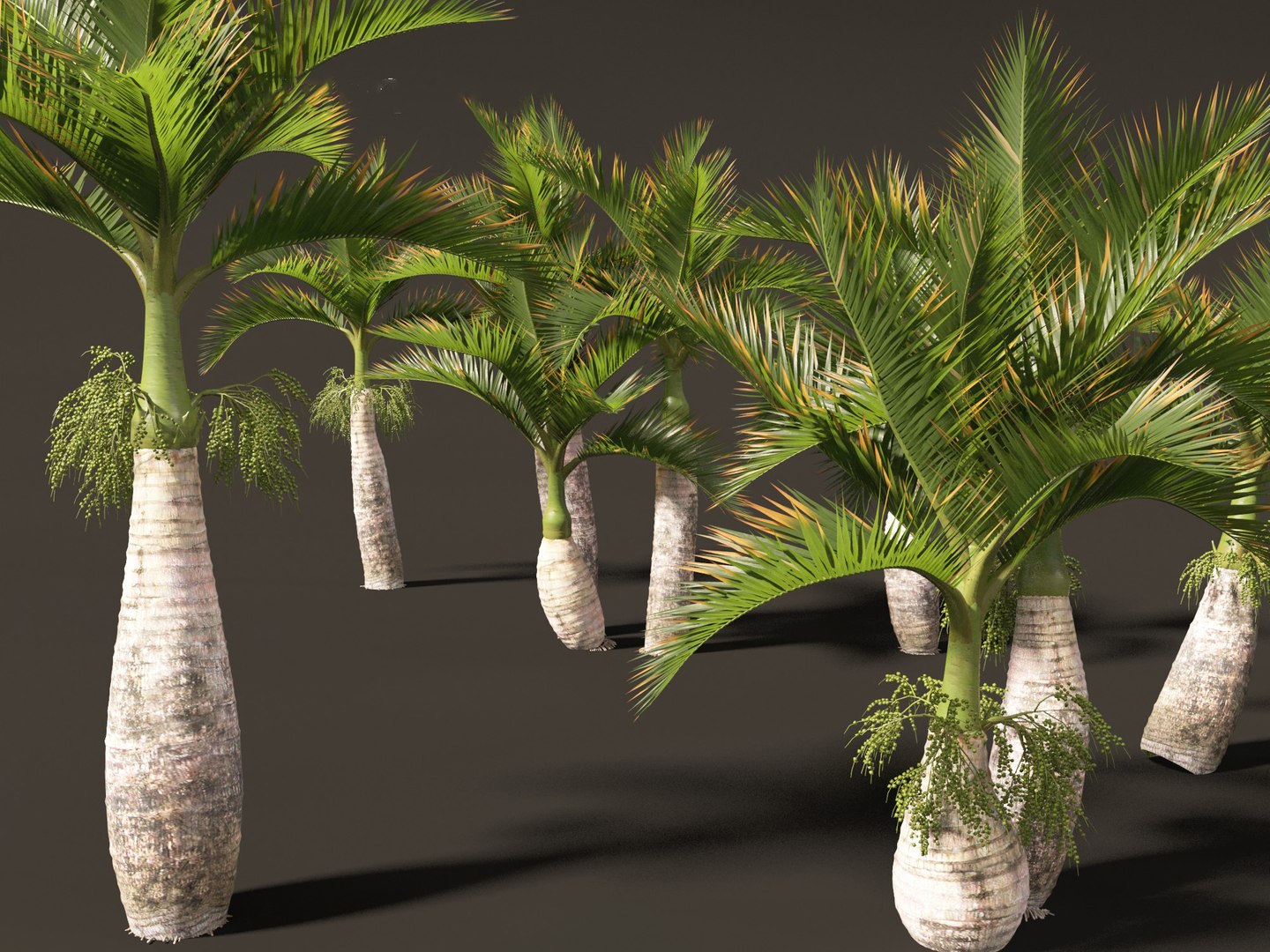 Hyophorbe lagenicaulis - Bottle Palm 02 3D https://p.turbosquid.com/ts-thumb/lU/bygPmM/9u/hyophorbelagenicaulis02_10/jpg/1691990285/1920x1080/fit_q87/079e195015233bd56c2d902ad949a0281a15ee8c/hyophorbelagenicaulis02_10.jpg