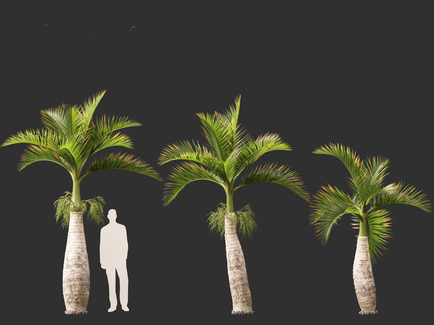 Hyophorbe lagenicaulis - Bottle Palm 02 3D https://p.turbosquid.com/ts-thumb/lU/bygPmM/NW/hyophorbelagenicaulis02_4/jpg/1691990273/1920x1080/fit_q87/1c007abcd7d6a7464518aea4f9b6b9c4cab709fd/hyophorbelagenicaulis02_4.jpg