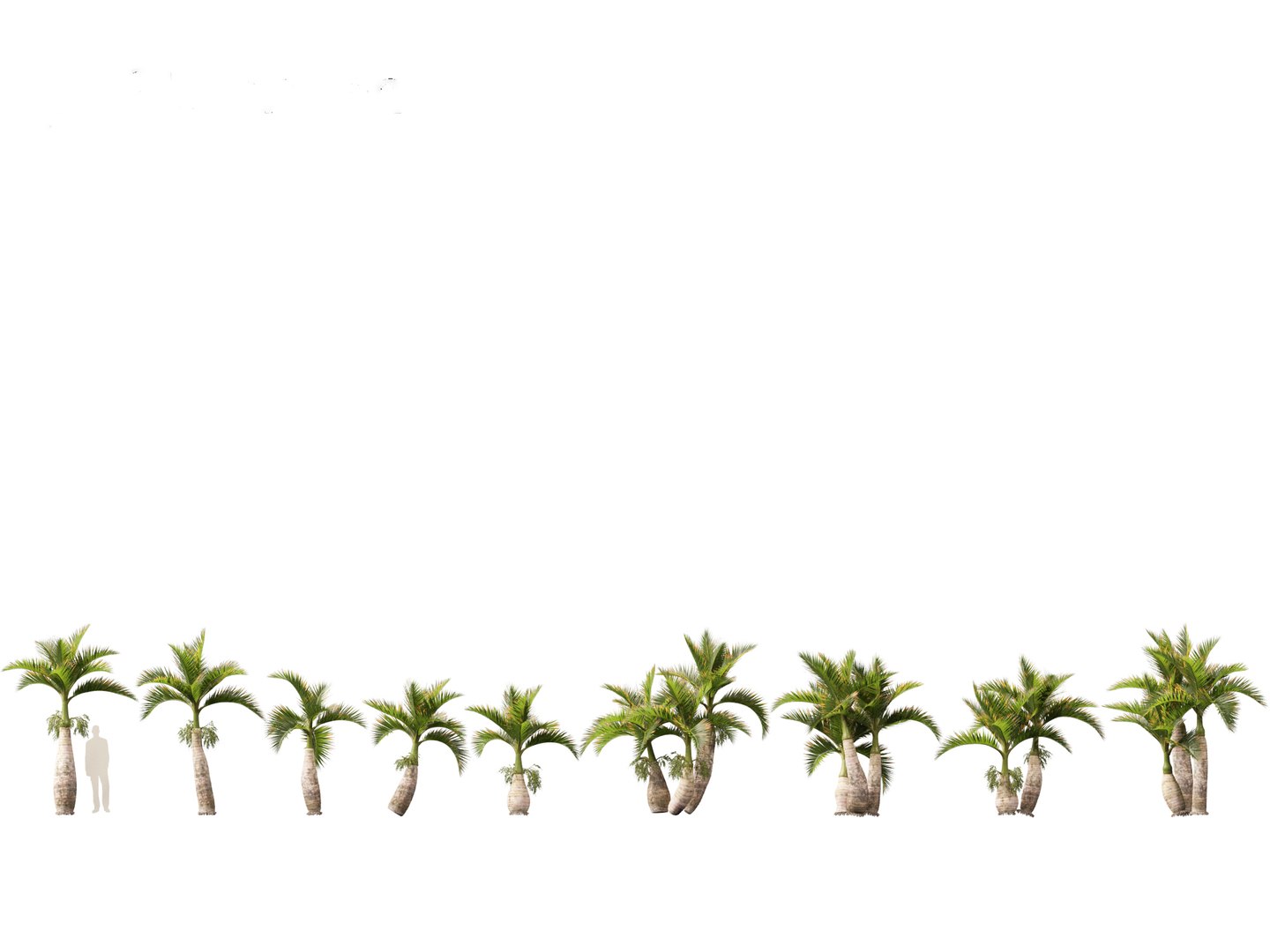 Hyophorbe lagenicaulis - Bottle Palm 02 3D https://p.turbosquid.com/ts-thumb/lU/bygPmM/bS/hyophorbelagenicaulis02_1/jpg/1691990262/1920x1080/fit_q87/c04bc8d169e1f314c9384bb83ca7d1b5c4f80e6a/hyophorbelagenicaulis02_1.jpg