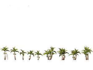 Hyophorbe lagenicaulis - Bottle Palm 02 3D