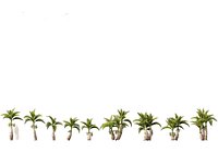 Hyophorbe lagenicaulis - Bottle Palm 02