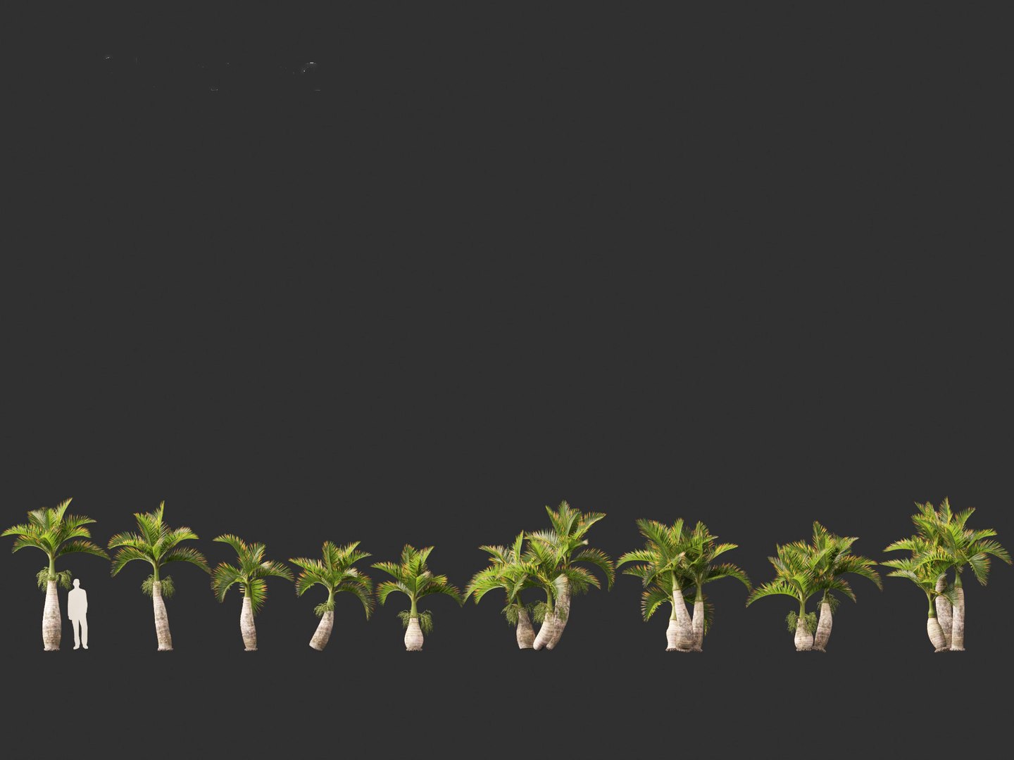 Hyophorbe lagenicaulis - Bottle Palm 02 3D https://p.turbosquid.com/ts-thumb/lU/bygPmM/bl/hyophorbelagenicaulis02_2/jpg/1691990266/1920x1080/fit_q87/d8b156edd31edb30909ba9ba8d2c0fc523a0e388/hyophorbelagenicaulis02_2.jpg