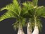 Hyophorbe lagenicaulis - Bottle Palm 02
