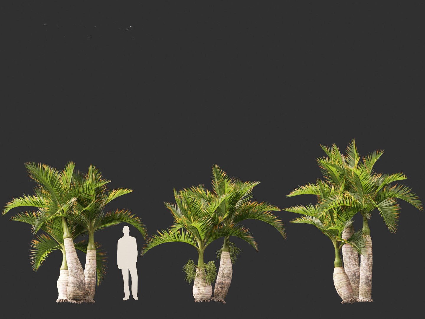 Hyophorbe lagenicaulis - Bottle Palm 02 3D https://p.turbosquid.com/ts-thumb/lU/bygPmM/mB/hyophorbelagenicaulis02_8/jpg/1691990281/1920x1080/fit_q87/f9a980c150af722b7876c7f20a4c84b4961f9a68/hyophorbelagenicaulis02_8.jpg