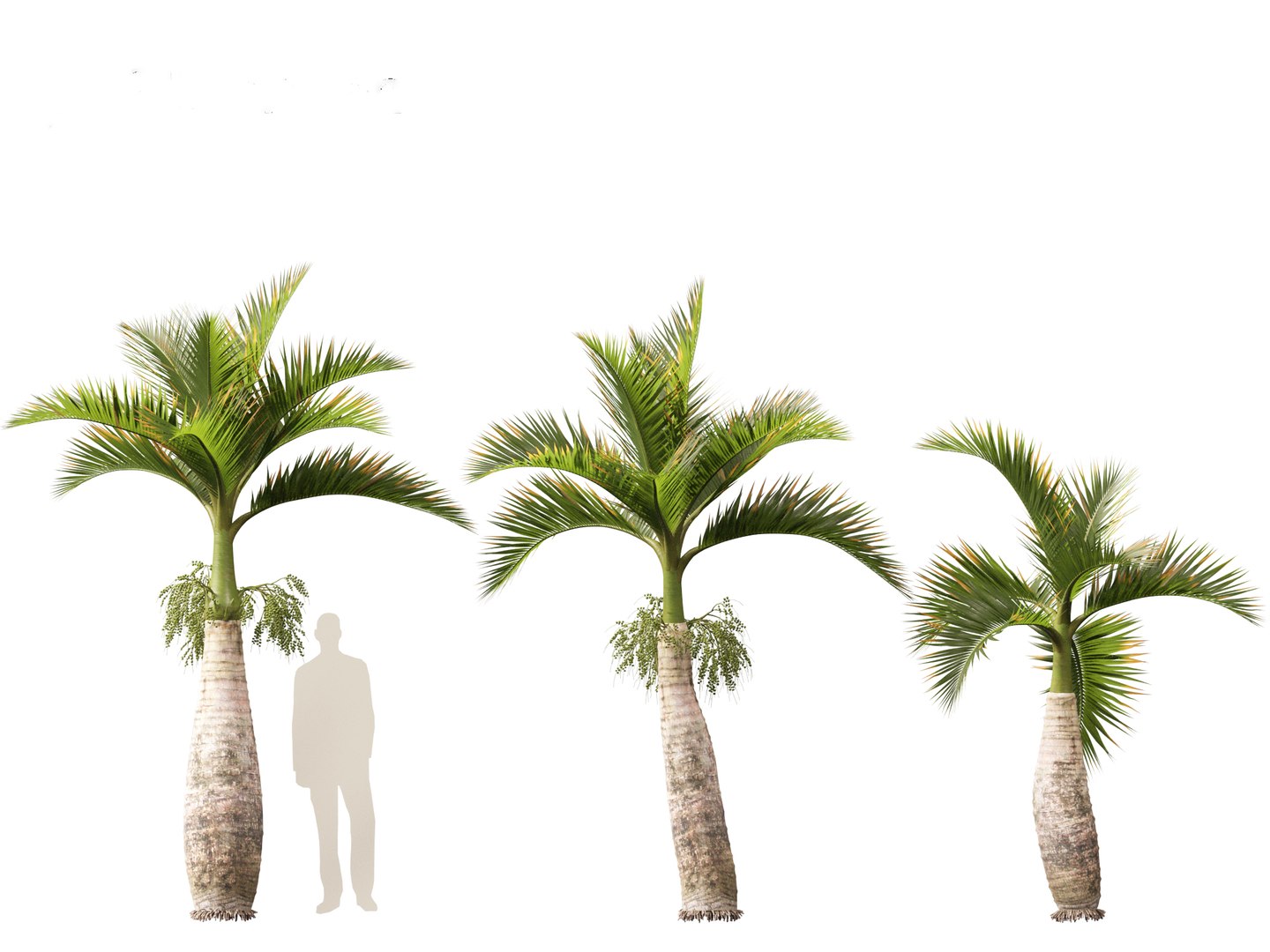 Hyophorbe lagenicaulis - Bottle Palm 02 3D https://p.turbosquid.com/ts-thumb/lU/bygPmM/mO/hyophorbelagenicaulis02_3/jpg/1691990271/1920x1080/fit_q87/81b079b3ea1f839a6243574e1fe0bf9fc6661dfd/hyophorbelagenicaulis02_3.jpg