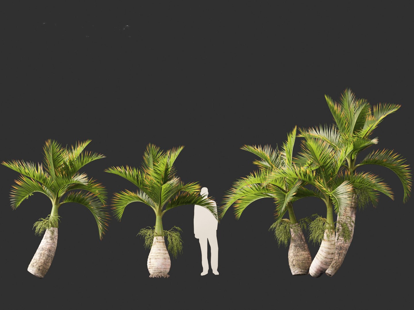 Hyophorbe lagenicaulis - Bottle Palm 02 3D https://p.turbosquid.com/ts-thumb/lU/bygPmM/rv/hyophorbelagenicaulis02_6/jpg/1691990277/1920x1080/fit_q87/257a51e26abe4378a6ba91acd5daef39102bbbab/hyophorbelagenicaulis02_6.jpg