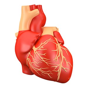 Human Heart 3D