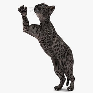 Black Leopard Cub Clawing Motion Animated Rigged