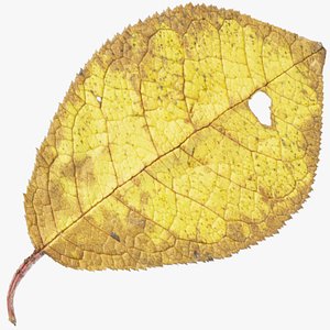 3D autumn leaf model