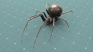 Black widow spider