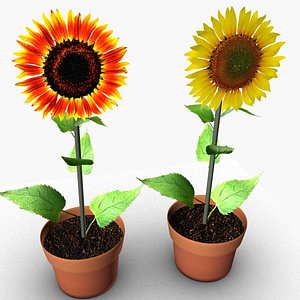 sunflowers 3D model
