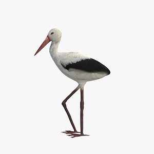 3D stork bird animal model