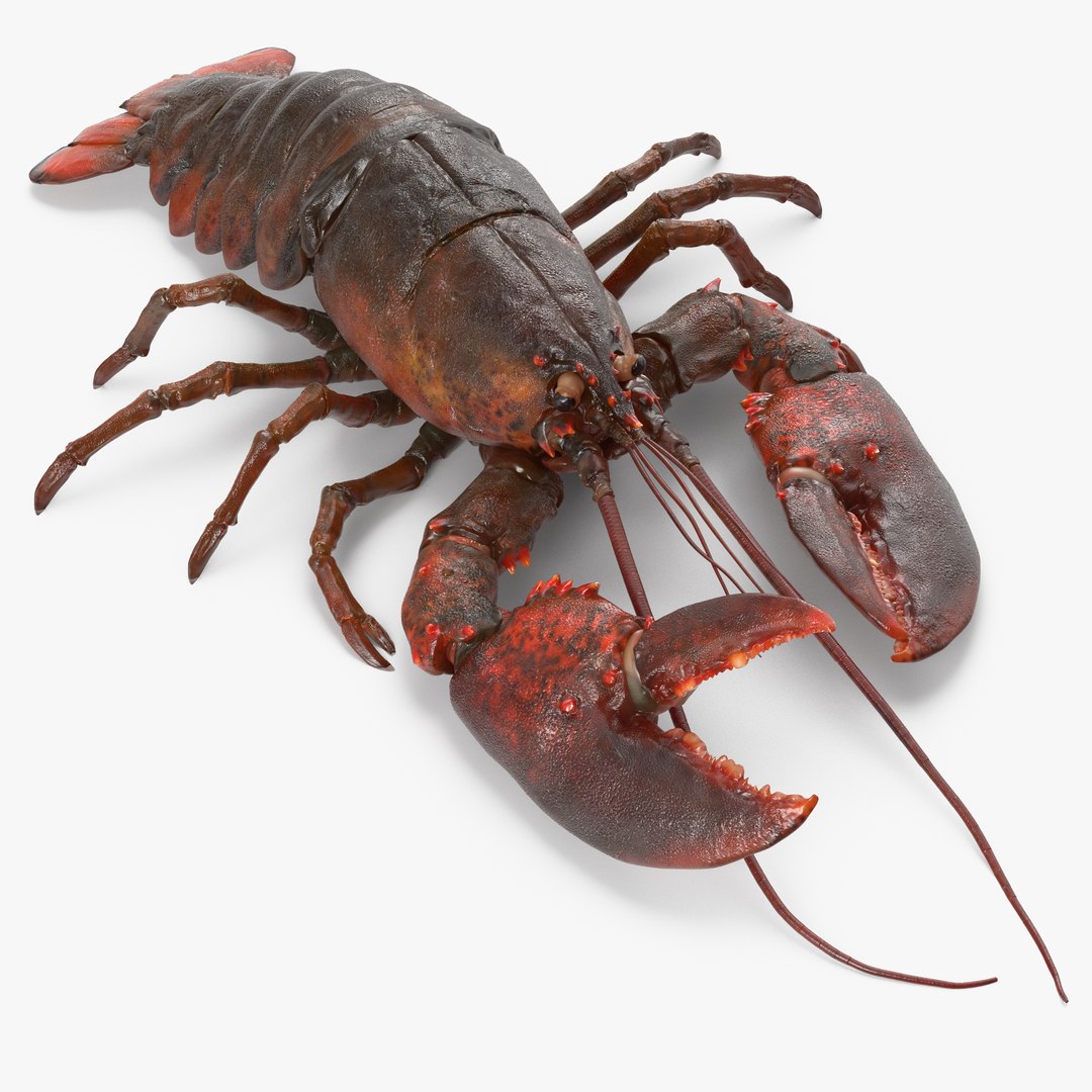 Lobster Pose 3 3D Model 3D model preview